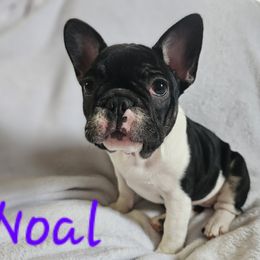 Noal - Tricolors French Bulldog puppy in Linton, Indiana from Riggins Mastiffs and Danes