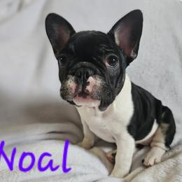 Noal - Tricolors French Bulldog puppy in Linton, Indiana from Riggins Mastiffs and Danes