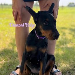 Purple collared girl - Black and rust female Doberman Pinscher puppy in Winamac, Indiana from DIAMOND RIDGE DOBERMANS