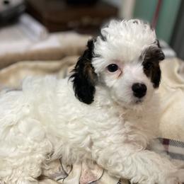 Poodle Puppies from Paradise Poodles