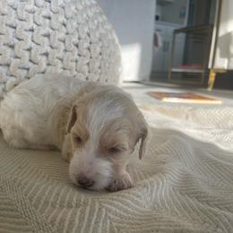 Hope - Parti female Goldendoodle puppy in Fairhope, Alabama from Farihope Family