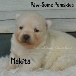 Makita - White female Pomsky puppy in Krum, Texas from Paw-Some Pomskies
