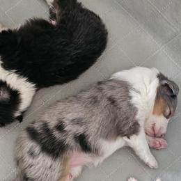 Shetland Sheepdogs from Kim's Shetland Sheepdogs