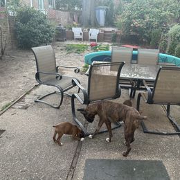 Boxer Puppies from Angela's Boxers