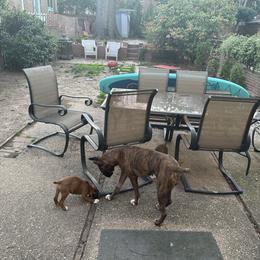 Boxer Puppies from Angela's Boxers