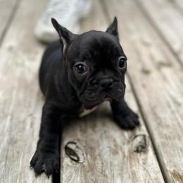 Mary - Brindle and white female French Bulldog puppy in Greenfield, Missouri from Hope Mountain French Bulldogs