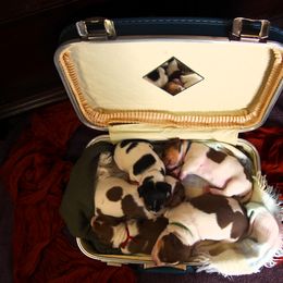 Teddy Roosevelt Terrier Puppies from Wabbitfire Teddy Roosevelt Terriers