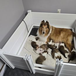 Collie Puppies from Rimma Collies