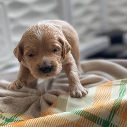 Funshine Bear - Apricot female Goldendoodle puppy in Rocky Point, North Carolina from CelticDoods
