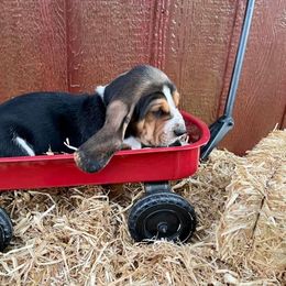 Basset Hound Puppies from Blessed Bassets