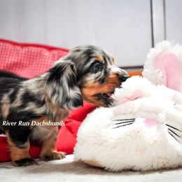 Dachshund Puppies from RRD