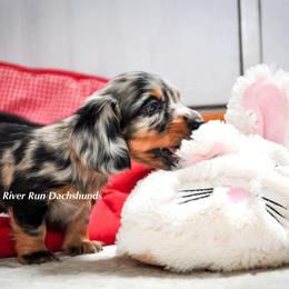 Dachshund Puppies from RRD