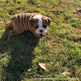 Bulldog Puppies from Kandyland Bulldogs
