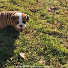 Bulldog Puppies from Kandyland Bulldogs