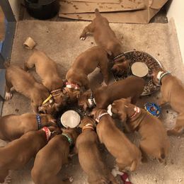Plank trail Boxers - Boxer puppy from Plank Trail Boxers plainville