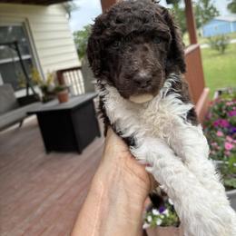 Poodle Puppies from Legacy Farms Standard Poodles