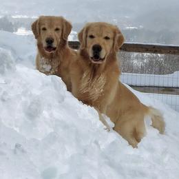 Golden Retrievers from Grey Birch Goldens