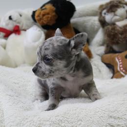 Bently - Blue merle male Chihuahua puppy in Willamina, Oregon from Cherished Chihuahuas