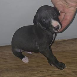 Black Boy - Seal male Italian Greyhound puppy in Frostproof, Florida from Quality Italian Greyhounds
