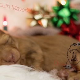 Shaded Cream - Cream male Dachshund puppy in Seminary, Mississippi from Down South Mavericks Dachshunds