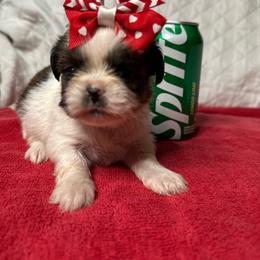 CKC Girl 4 - Brindle and white female Shih Tzu puppy in Houston, Texas from Paws n Claws