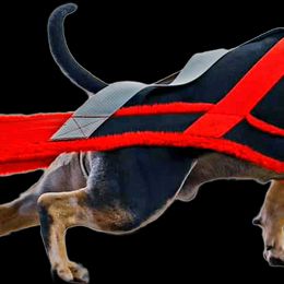 American Bully All Grown Up from ArK9 Capabulls
