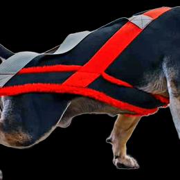 American Bully All Grown Up from ArK9 Capabulls