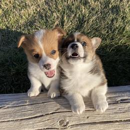 Pembroke Welsh Corgis from Gbarlranch Corgies