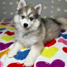Sandy - Silver and white female Pomsky puppy in Rossville, Georgia from Scenic City Pomskies