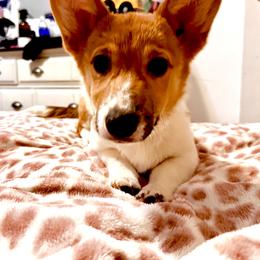 Girl 2 - Sable Pembroke Welsh Corgi puppy in New York from Blooms Corgis
