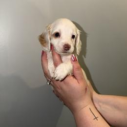 LONG HAIR BOY-1 - Piebald male Dachshund puppy in Brookhaven, Mississippi from Southern Grace Doxies