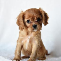 Sterling - Ruby male Cavalier King Charles Spaniel puppy in Lawton, Oklahoma from Lindsey’s Cavies