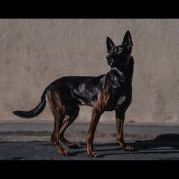 Reg - Belgian Malinois