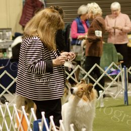 Collie Puppies from Whitehall Collies