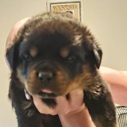Boy5 - Black and mahogany male Rottweiler puppy in Bartonsville, Pennsylvania from Karol's Rottweilers