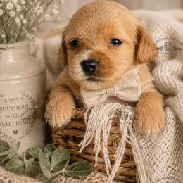 Mr. Red-2200 - Red male Dachshund puppy in Ocala/Gainesville, Florida from From the Heart Doxies