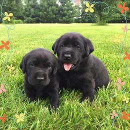 Labrador Retriever Puppies from Harvest Moon Farm