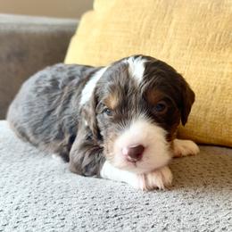 Meadow - Tri-color female Bernedoodle puppy in Springville, Utah from Oodles of Bernedoodles