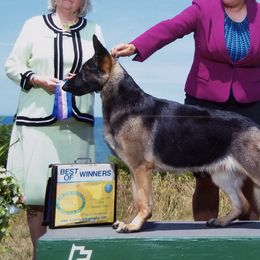 German Shepherds from Brantling Hill German Shepherd Dogs