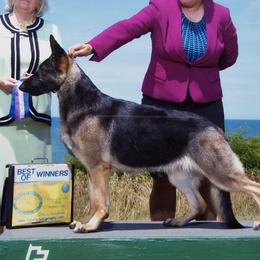 German Shepherds from Brantling Hill German Shepherd Dogs