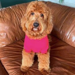 Marley - Goldendoodle