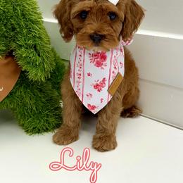 Lily - Red female Cavapoo puppy in Buford, Georgia from Petite Posh Puppies