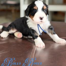Rolls Royce - Tri-color male Bernedoodle puppy in Henry, Illinois from Rowe Farms Doodles
