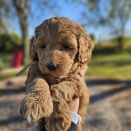 Tootsie - Red  female Goldendoodle puppy in Forest, Ohio from Mini Doodle Buddies