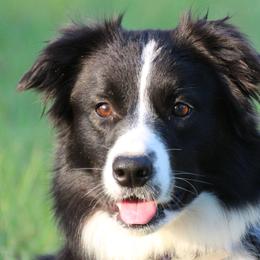 Pixie - Border Collie