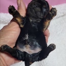 Mocha - Chocolate and tan female Shih Tzu puppy in Cartersville, Georgia from 100 Acre Woods Shih Tzu Plantation