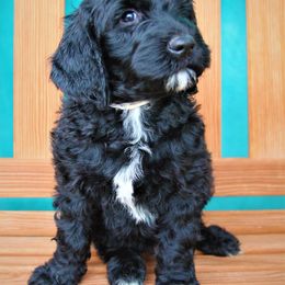 Goldendoodle Puppies from Warren Doodles
