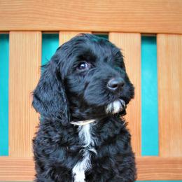 Goldendoodle Puppies from Warren Doodles