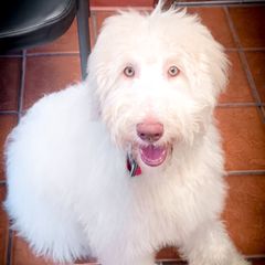 Double Doodle, Goldendoodle, Poodle, Yorkipoo, and Yorkshire Terrier All Grown Up from Edgewater Doodles & Designer Pups