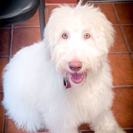 Double Doodle, Goldendoodle, Poodle, Yorkipoo, and Yorkshire Terrier All Grown Up from Edgewater Doodles & Designer Pups